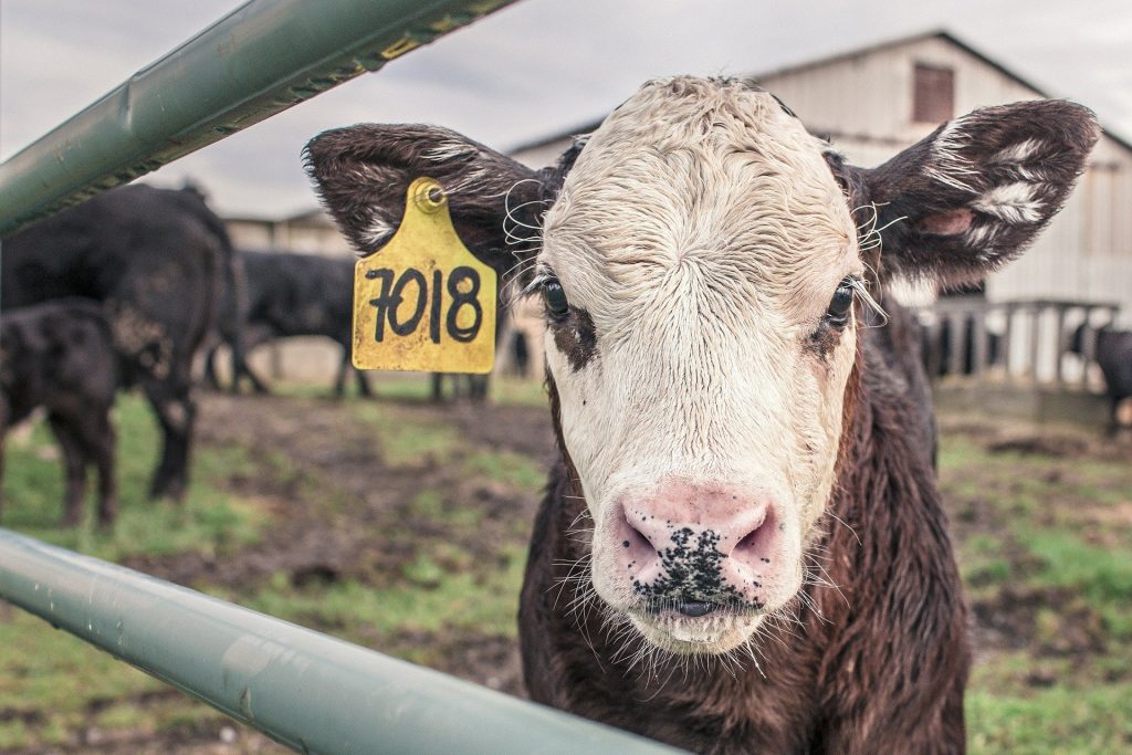 На Брянщине построят роботизированную ферму на 500 коров