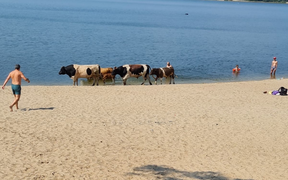 Вместе с брянцами отдыхать на пляж Орлика вышли коровы