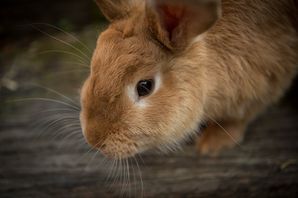 В Брянской области построят кролиководческие фермы 1,9 миллиарда рублей