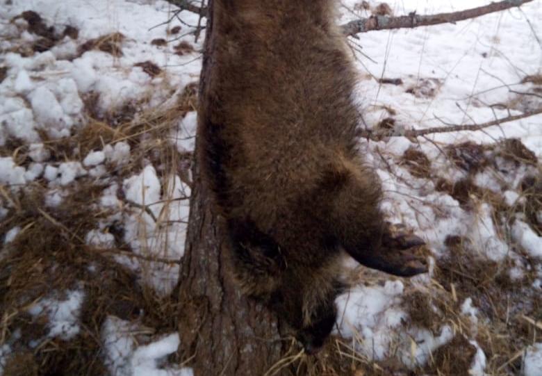 В заказнике Карачевского района браконьер убил двух кабанов