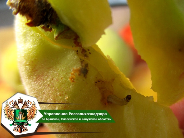 На Брянщине забраковали 8,5 тонны зараженных плодожоркой турецких персиков