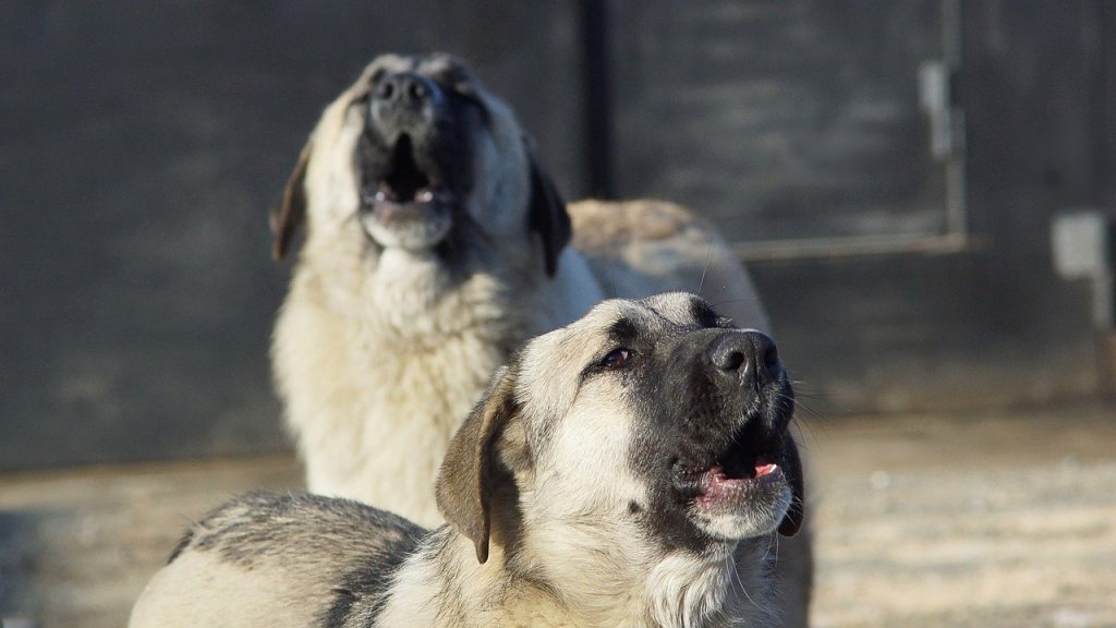 В Комаричском районе принимают меры по отлову безнадзорных собак