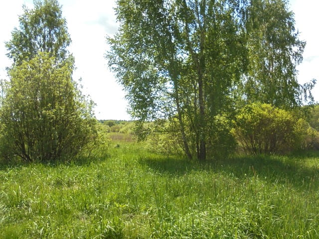 Москвича оштрафовали на 30 тысяч рублей за заросшие сорняком земли в Дубровском районе