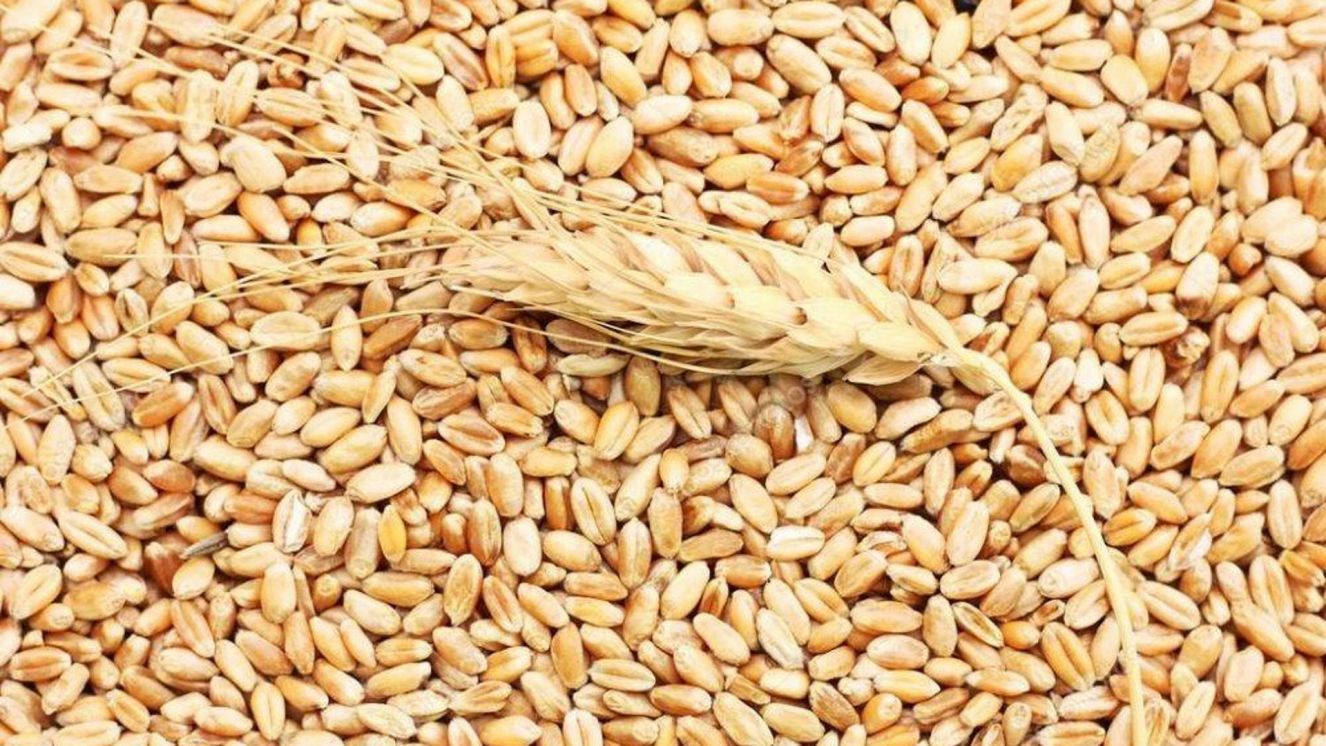 Свыше 56 тысяч тонн зерна отгрузили на экспорт в Брянской области