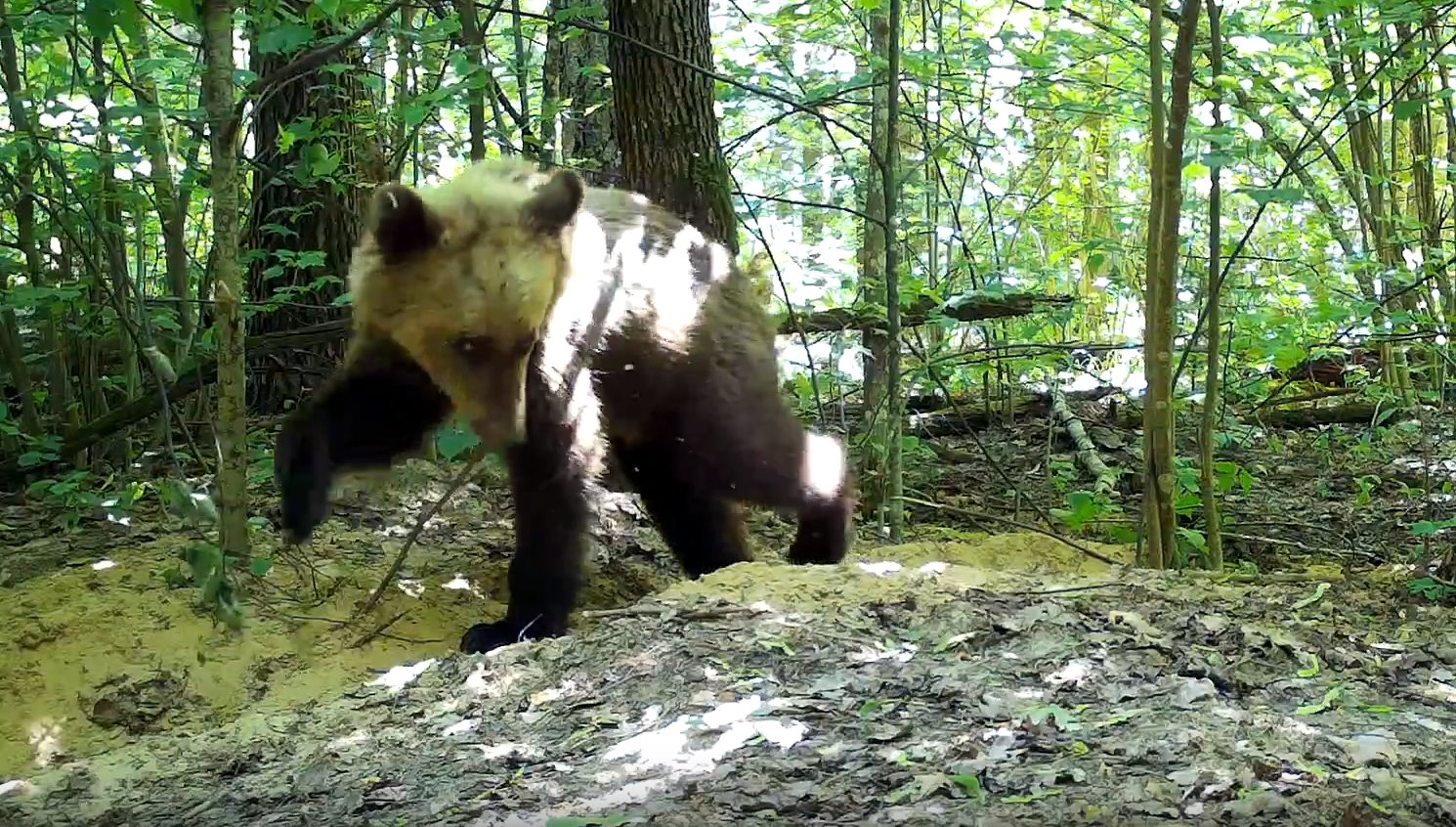 В «Брянском лесу» медвежонок забрёл в барсучье поселение