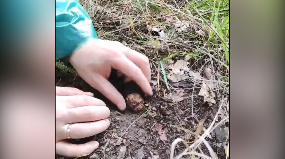 Житель Брянской области обнаружил в лесу трюфель