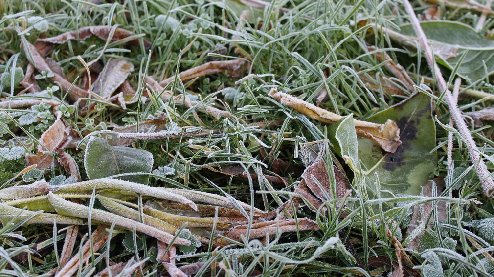 Жителей Брянской области предупредили о заморозках утром 7 сентября