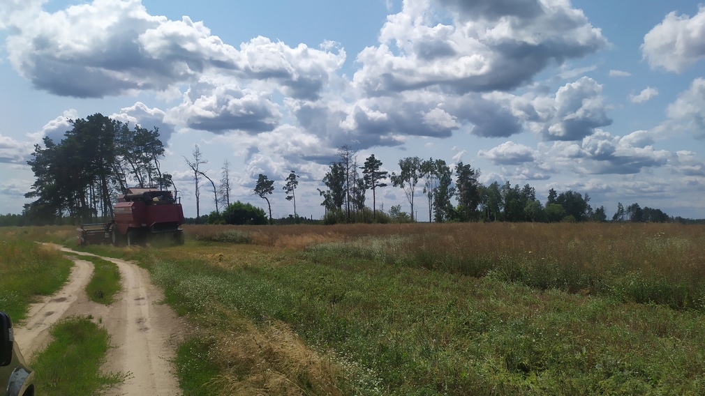 В Климовском районе Брянской области собрали урожай рапса