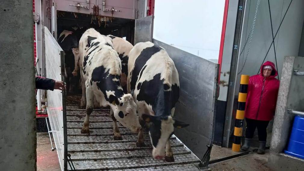 На Брасовский молочный животноводческий комплекс завезена новая партия коров