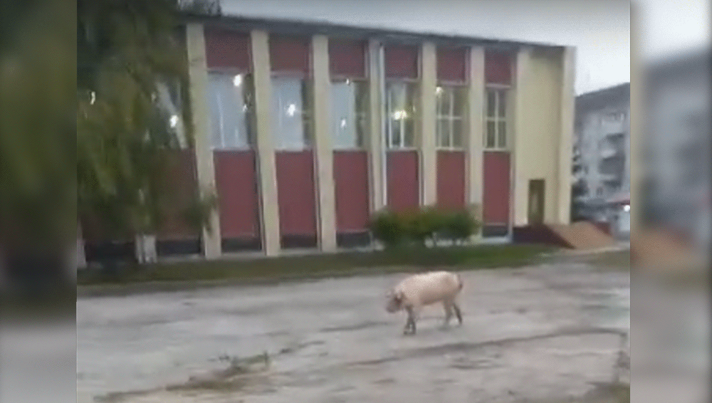 В Володарском районе Брянска возле ДК Кравцова заметили гуляющую свинью