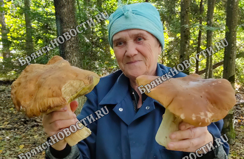 В Брянской области грибники находят огромные белые грибы