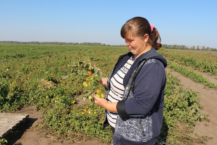 В Погарском районе Брянщины аграрии убирают картофель и томаты
