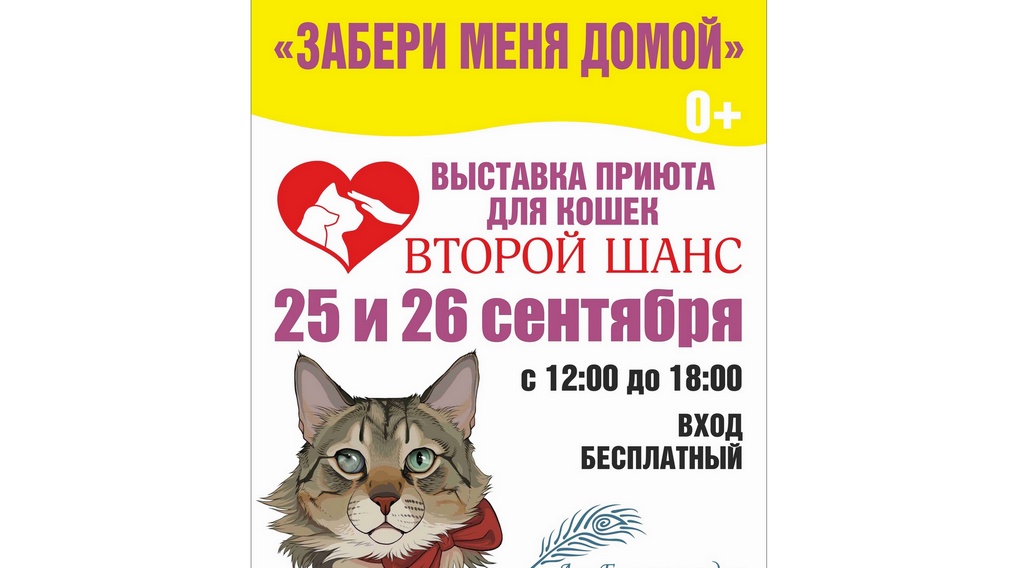 В Брянске проведут выставку кошек «Забери меня домой»