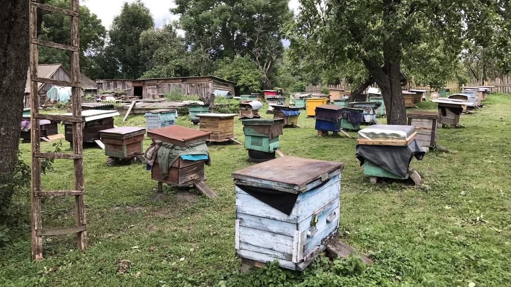 Брянским пчеловодам предложили зарегистрировать свои пасеки