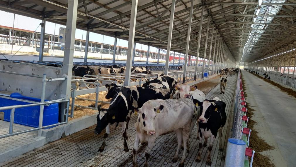Прибыла новая партия коров на Брасовский животноводческий комплекс в Брянской области