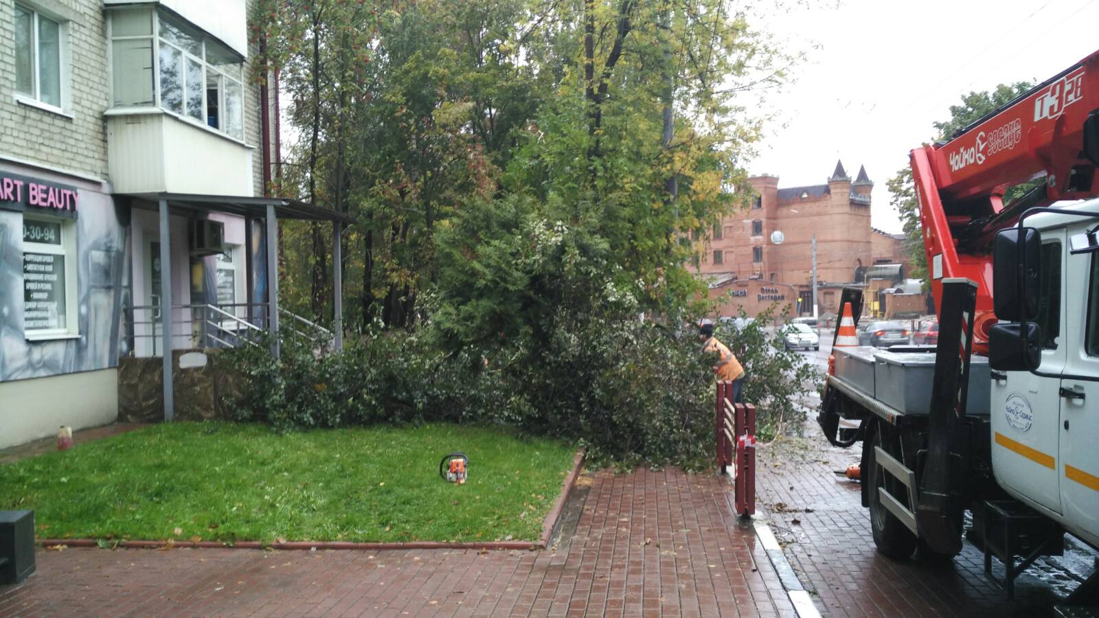 В Брянске возле отеля «Башня» из-за сильного ветра рухнуло дерево