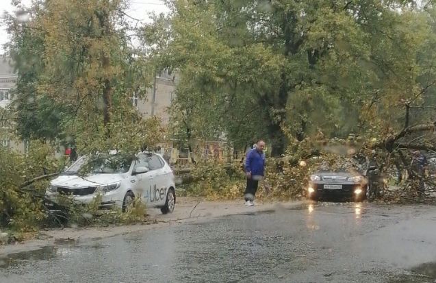 В Бежицком районе Брянска из-за сильного ветра дерево рухнуло на машины