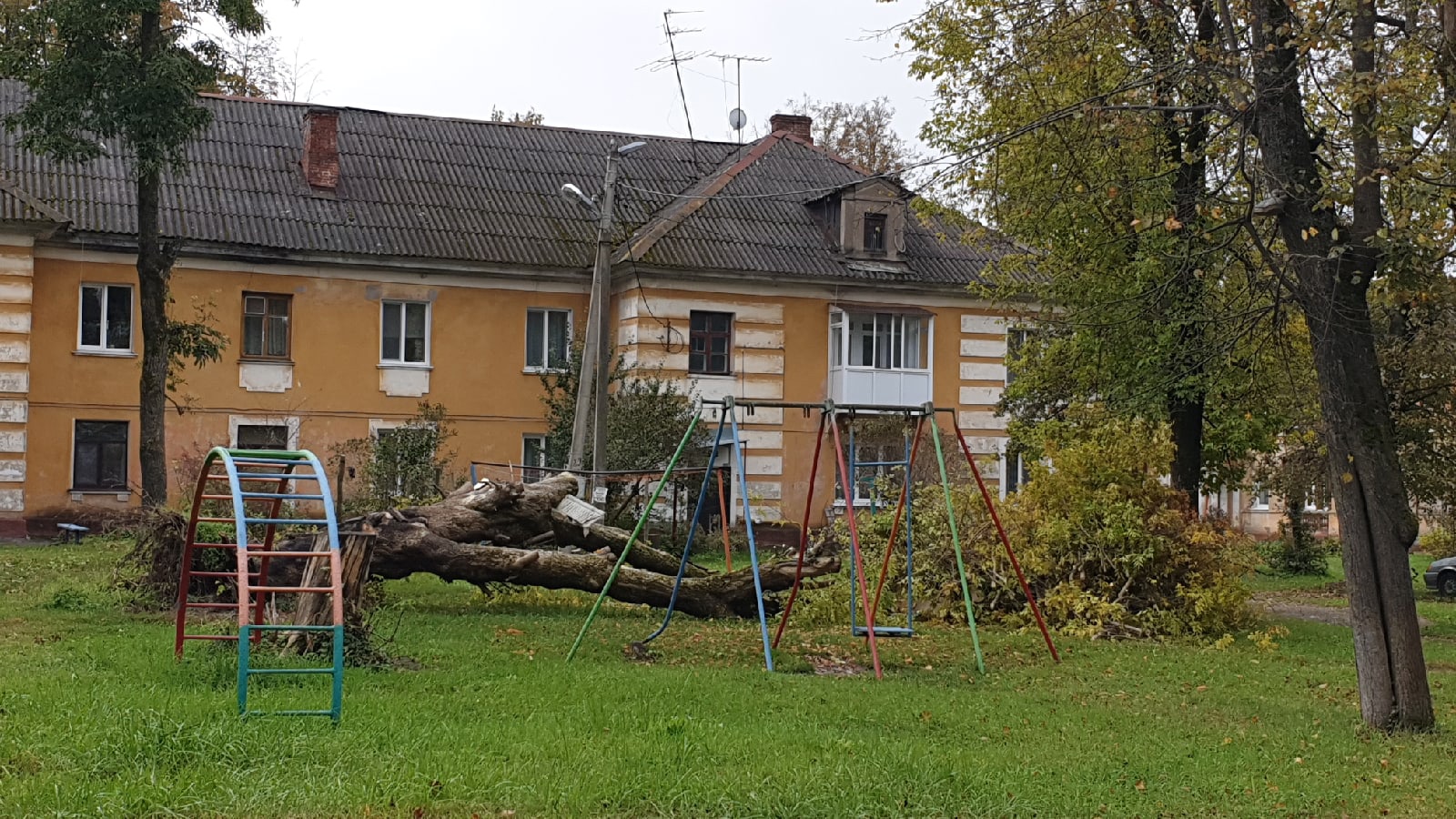 В брянском поселке Белые Берега на детскую площадку рухнуло дерево