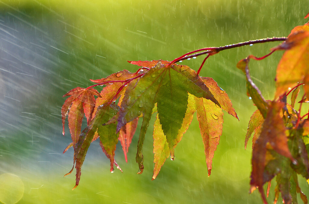 В Брянской области в понедельник, 20 сентября, ожидается дождь