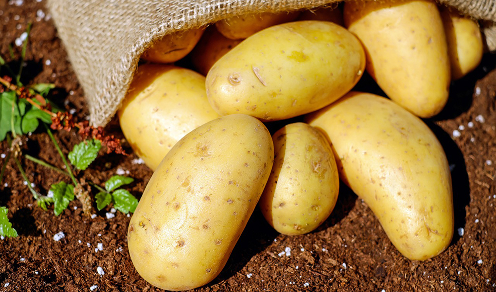 Фермеры пожаловались на неурожай картофеля в Брянской области