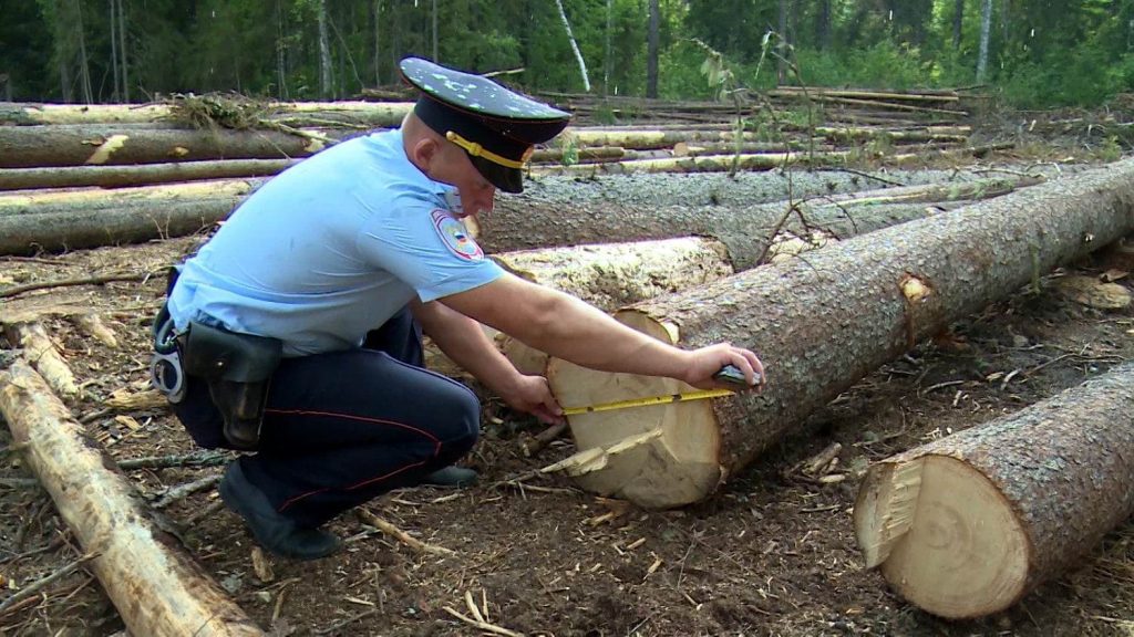 Брянец незаконно вырубил лес на 4,5 миллиона рублей
