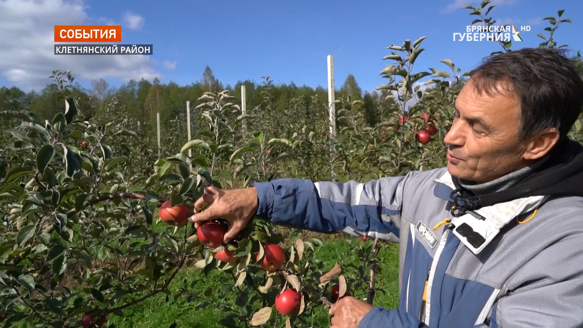 В уникальном брянском яблоневом саду начался сбор урожая