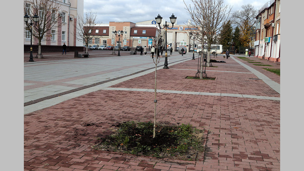 В Брянске на бульваре Гагарина высадили молодые каштаны