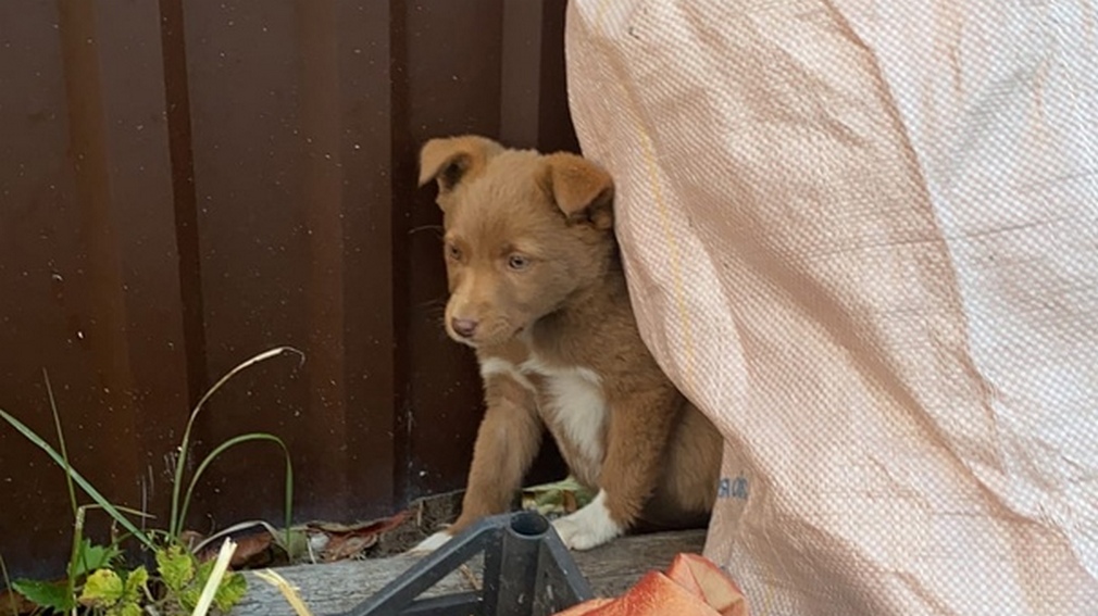 В Брянском районе Брянска ищут хозяев милого коричневого щенка