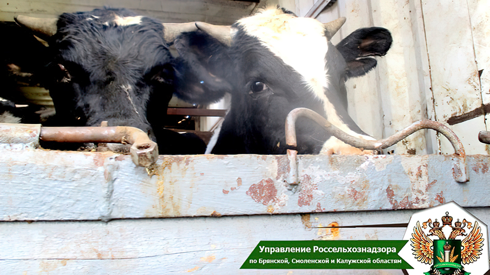 С начала года в Брянскую область не поустили почти 1000 голов сельхозживотных без ветеринарных документов