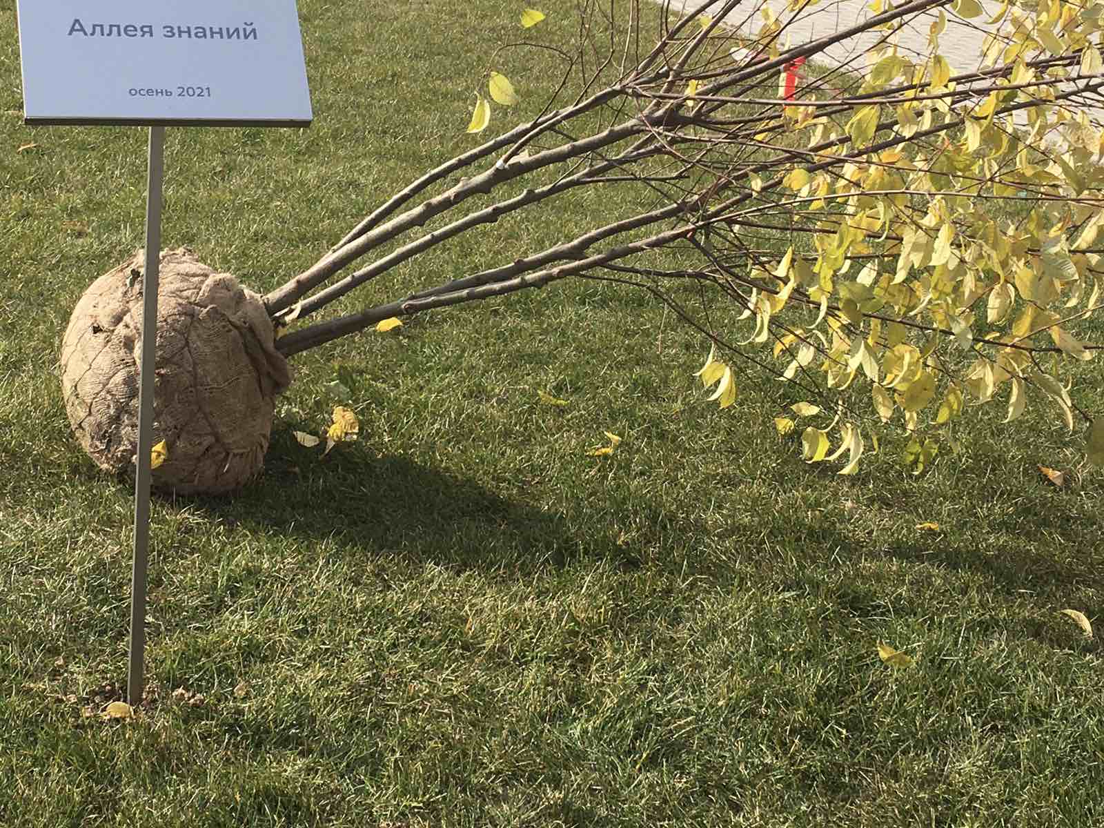 В Брянске ученики 71 школы вновь сажают деревья