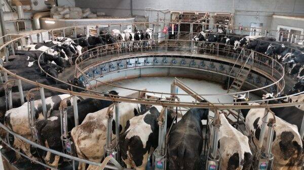 В Брянском районе аграрии увеличили производство зерна и молока