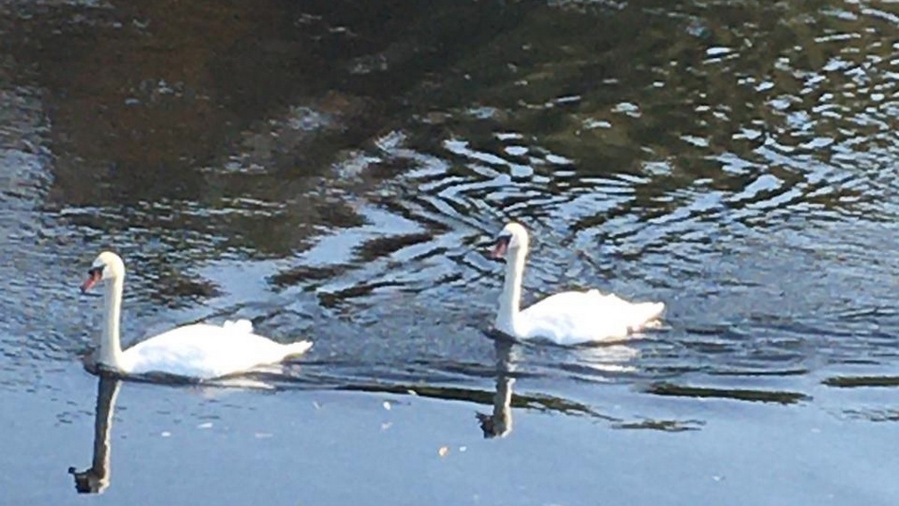 В Красной Горе на реке Беседь поселилась пара лебедей