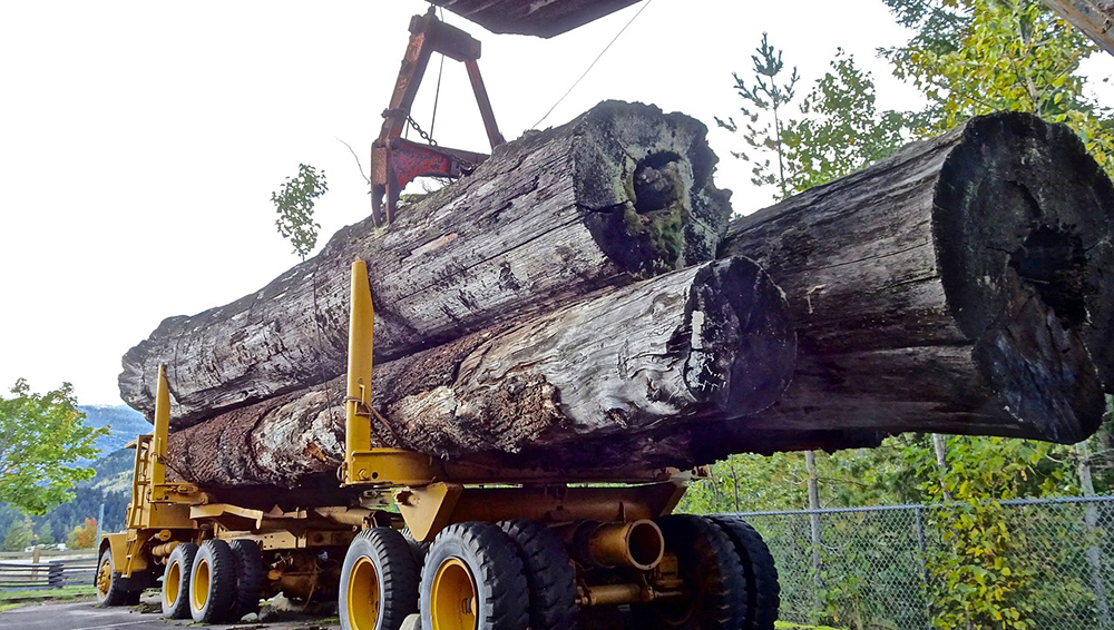 В Брянской области с начала года пытались нелегально вывезти порядка 1,5 тысячи кубометров леса