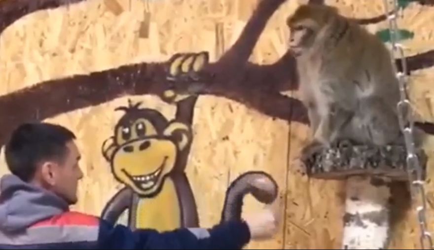 В брянском зоопарке обезьяны Тайсон и Чита переехали в тёплые павильоны