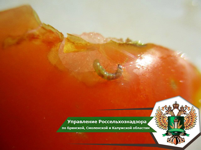 В Брянской области забраковали 59 тонн турецких томатов