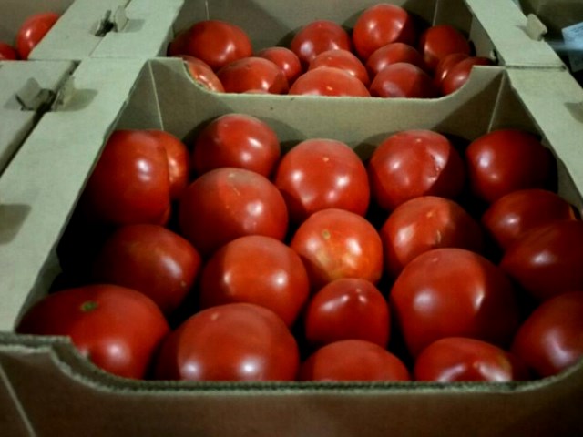 На Брянщине забраковали 20 тонн зараженных вирусом мозаики пепино турецких томатов