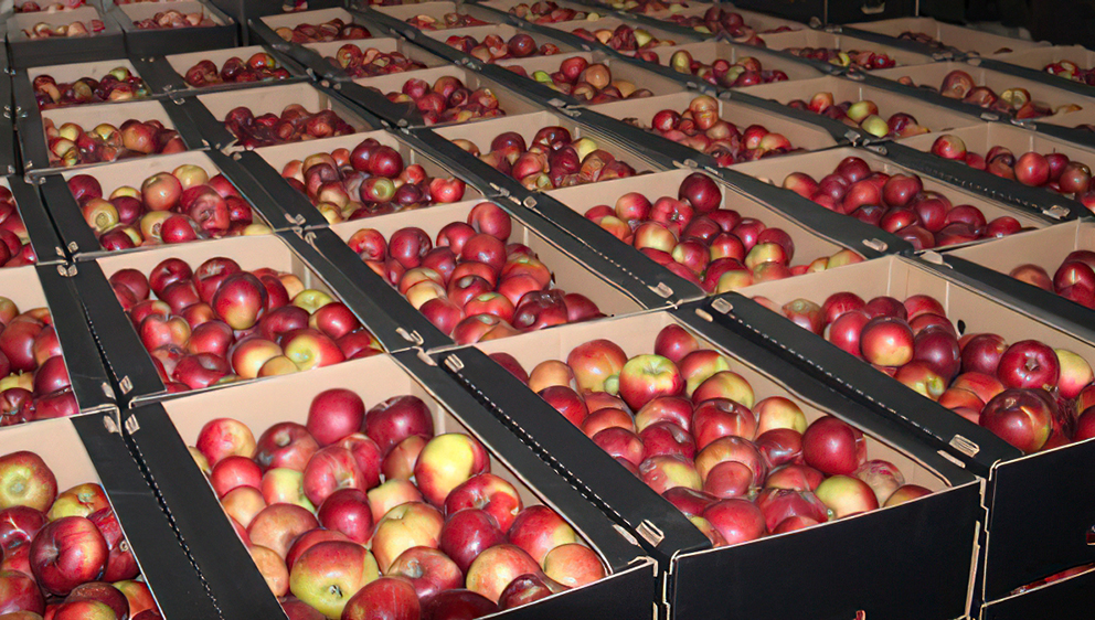 На сельхозпредприятии в Брасовском районе собрали 150 тонн яблок