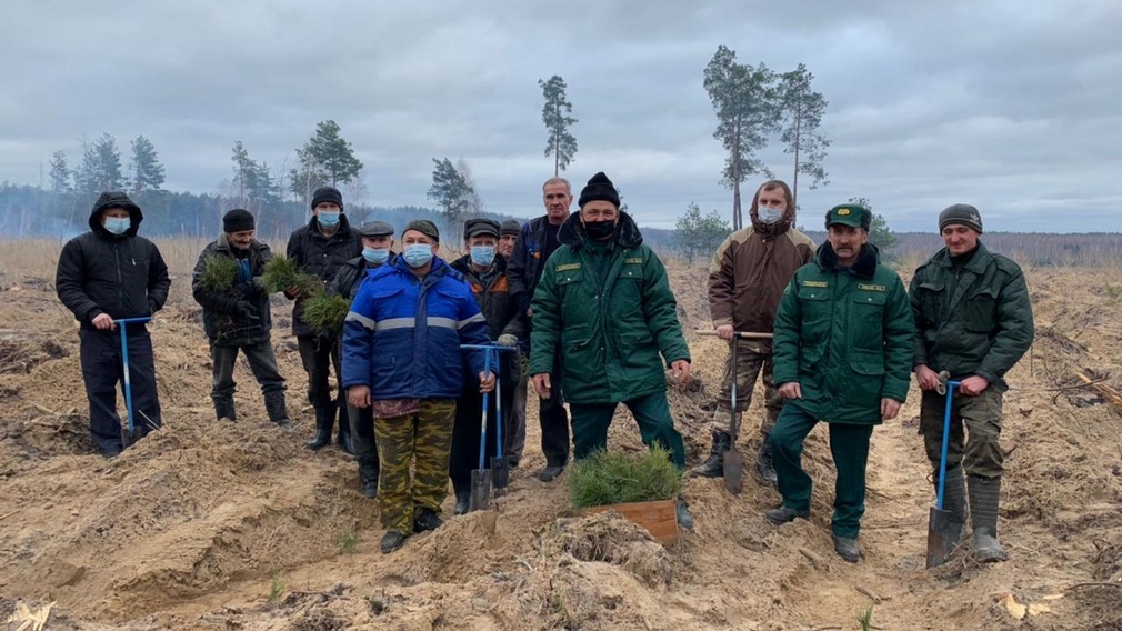 В Злынковском и Дятьковском районе лесники посадили хвойные деревья