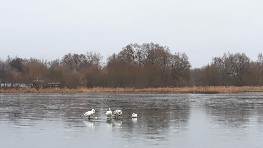 В Стародубском округе на водоёмах остаются лебеди