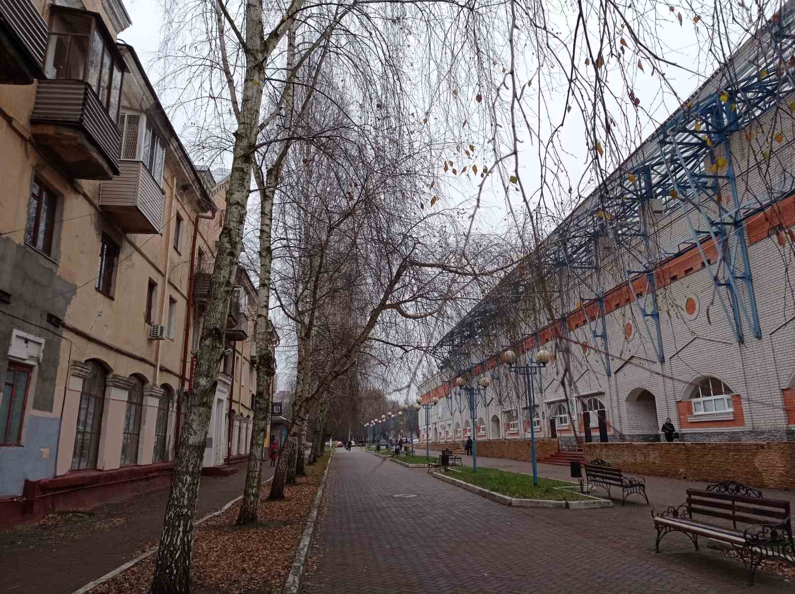 В Брянске возле стадиона «Динамо» сняли на фото опасную березу