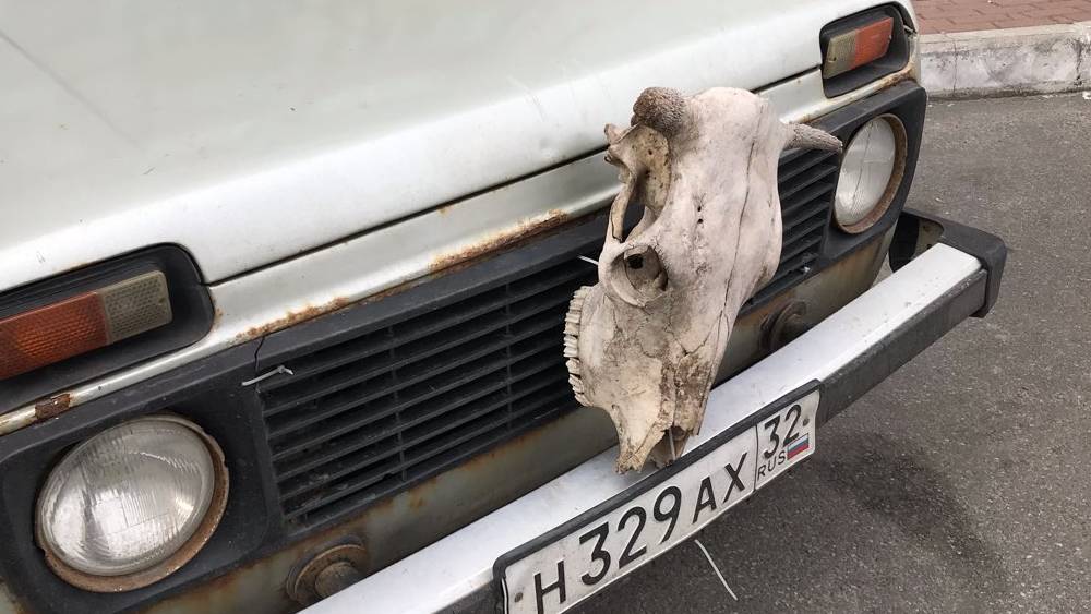 Брянские водители стали цеплять черепа животных на капоты