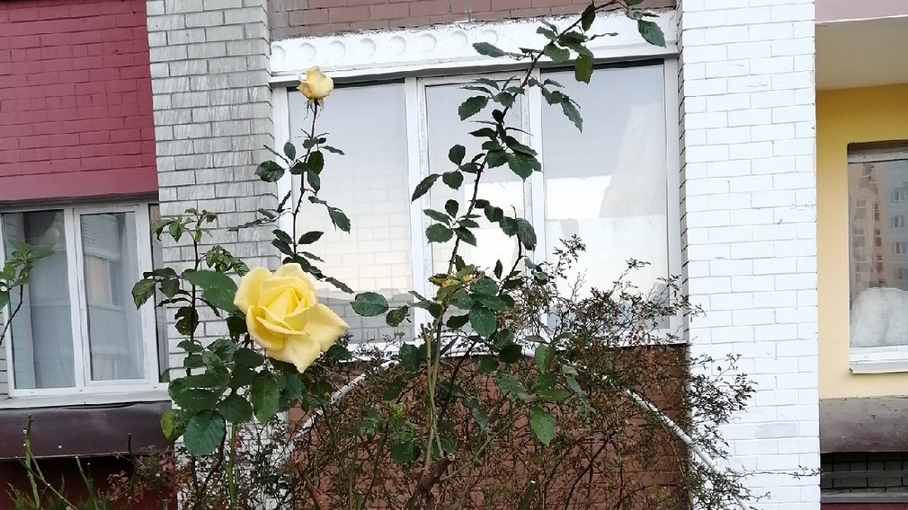 В Брянске на улице Горбатова в ноябре продолжают цвести розы