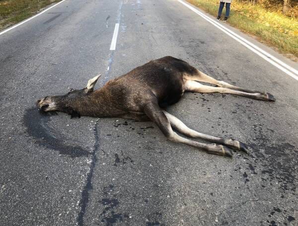 На брянской трассе водитель насмерть сбил лося и скрылся
