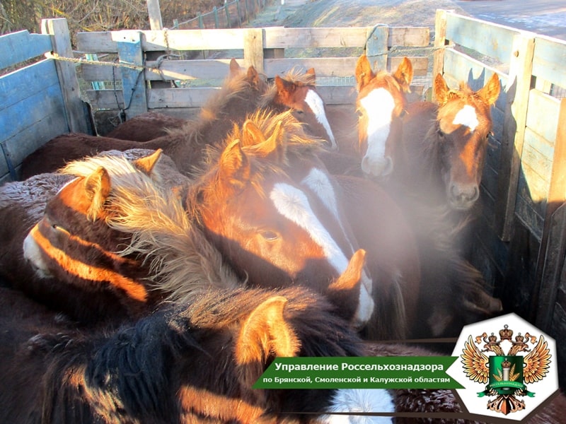 На Брянщине задержали 11 лошадей-нелегалов из Белоруссии