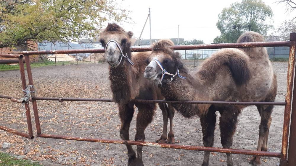 На брянском конезаводе в Локте восстановят поголовье императорских верблюдов