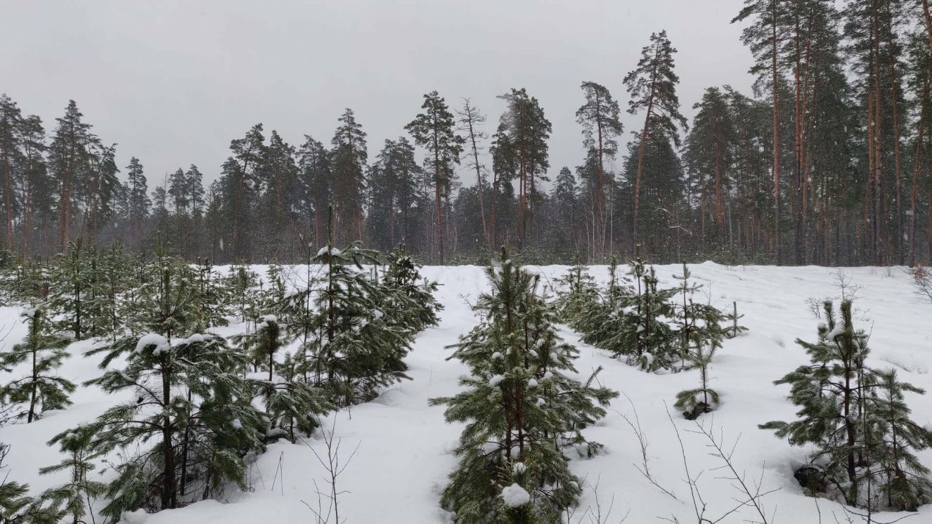 Брянская область к Новому году обеспечит елками и соснами 8 субъектов России