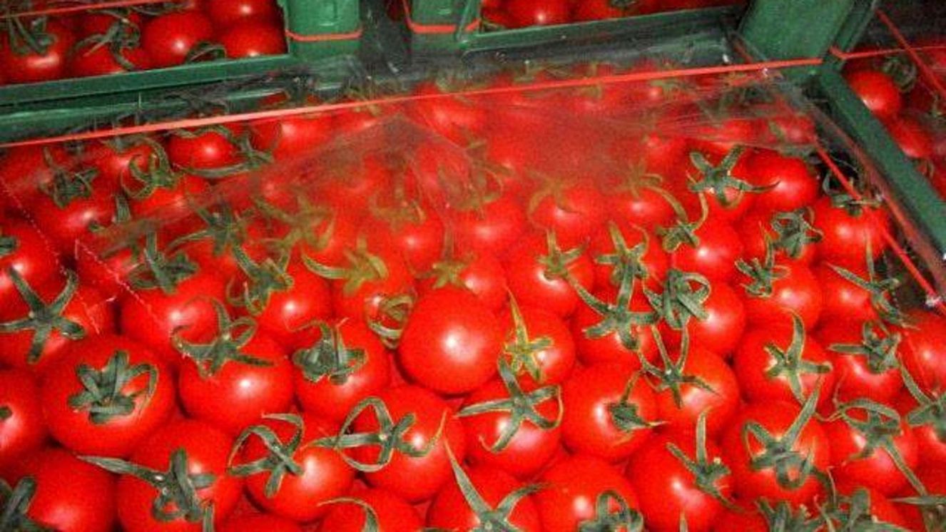 На Брянщине не прошли контроль около 20 тонн турецких томатов
