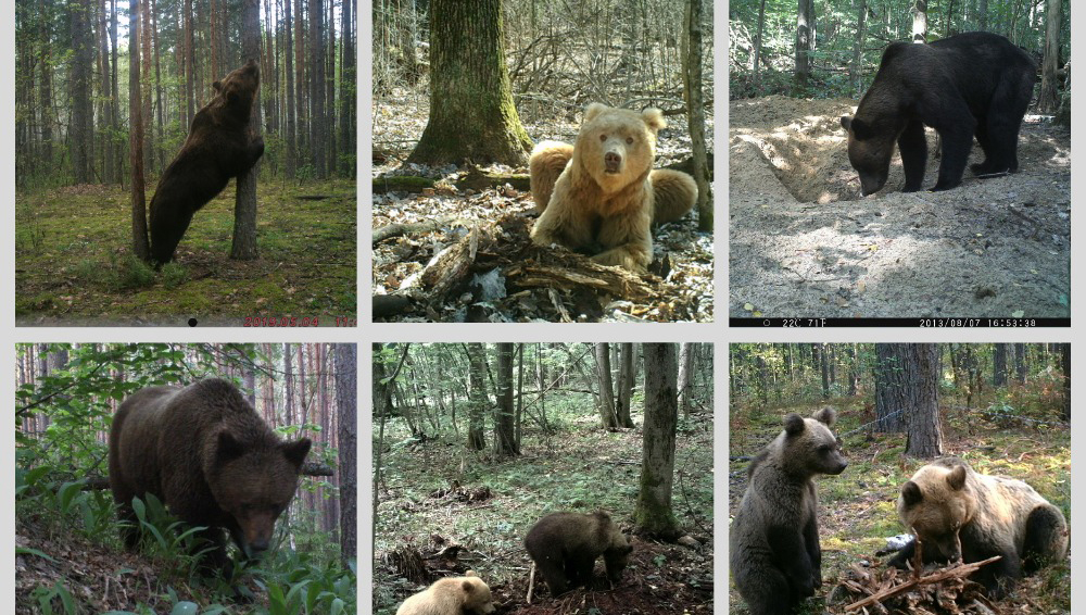 В заповеднике «Брянский лес» рассказали о местных медведях