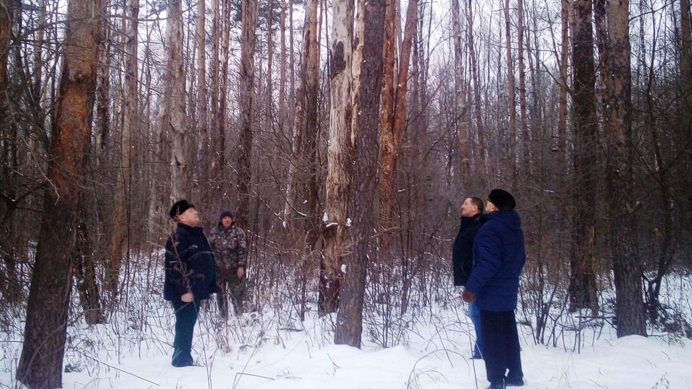 В лесах Брянской области обнаружили очаги повреждения хвойных деревьев