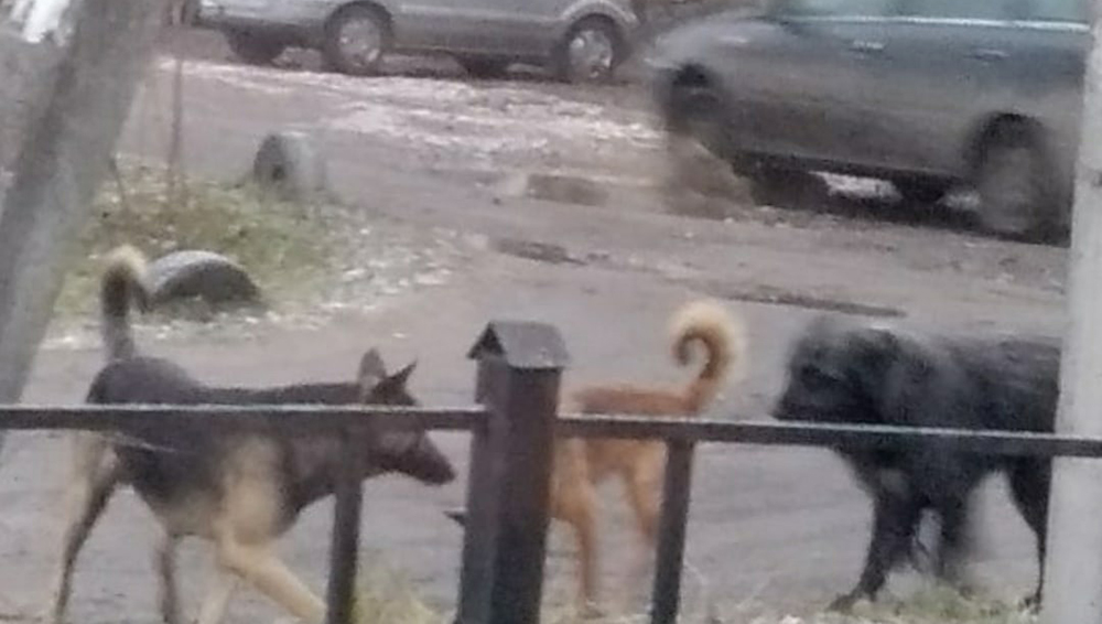 Жительницу Брянска возле магазина покусали собаки
